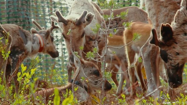 Hundreds of reindeer's are herded together in the large fold as their owners prepare to brand them which is also called earmarking.