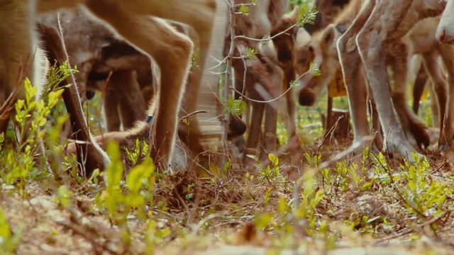 Hundreds of reindeer's are herded together in the large fold as their owners prepare to brand them which is also called earmarking.