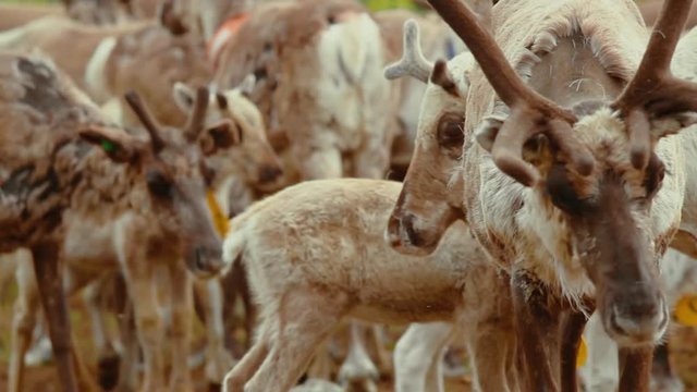 Hundreds of reindeer's are herded together in the large fold as their owners prepare to brand them which is also called earmarking.