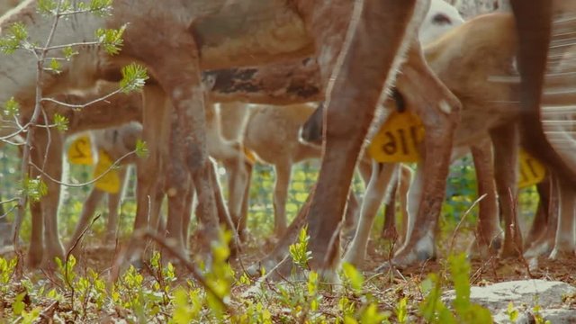 Hundreds of reindeer's are herded together in the large fold as their owners prepare to brand them which is also called earmarking.