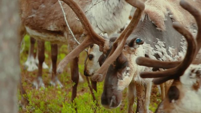 Hundreds of reindeer's are herded together in the large fold as their owners prepare to brand them which is also called earmarking.