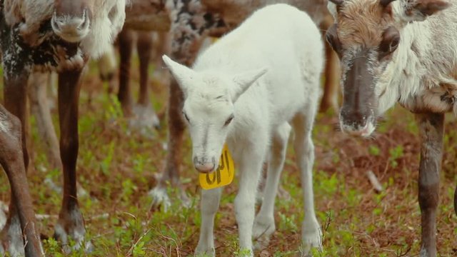 Hundreds of reindeer's are herded together in the large fold as their owners prepare to brand them which is also called earmarking.
