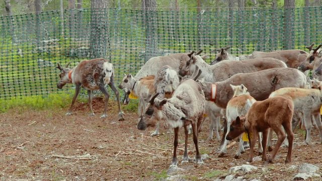 Hundreds of reindeer's are herded together in the large fold as their owners prepare to brand them which is also called earmarking.
