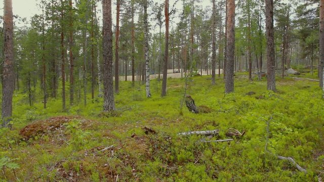 Hundreds of reindeer's are herded together in the large fold as their owners prepare to brand them which is also called earmarking.