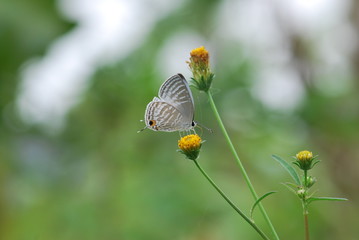 Butterfly on grass flower in the garden