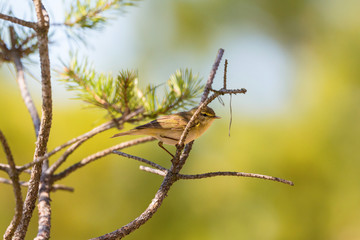 Willow Warbler