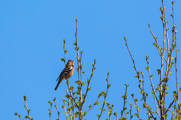 Chaffinch singing