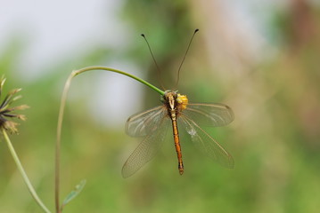Nature scene with Dragonfly