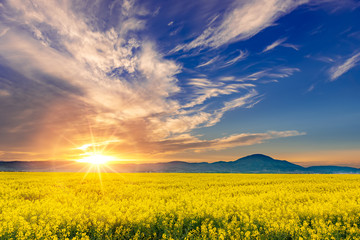 Beautiful sunset in a spring evening over a colorful bright yellow rapeseed Brassica napus crop filed, with dramatic cloudy sky, enhanced sun light and mountains in the background.