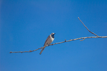 A songbird sitting on a tree branch.