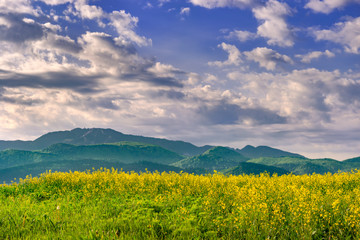 Beautiful spring natural landscape with colorful bright yellow rapeseed Brassica napus crops and dramatic deep blue cloudy sky and hazy mountains in the background.
