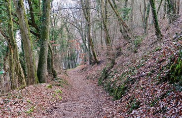 Weg durch einen winterlichen Wald
