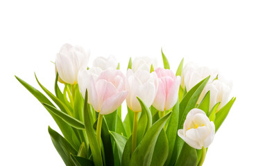 Bouquet of tulips in delicate white and pink color