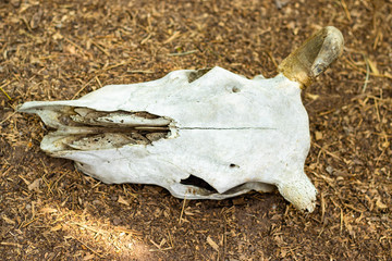 Cow horn or Cow skull,as jewelry people often popular home decoration for beauty, horn bones brown at bend but one side deduct place put on the ground gravel in the garden.