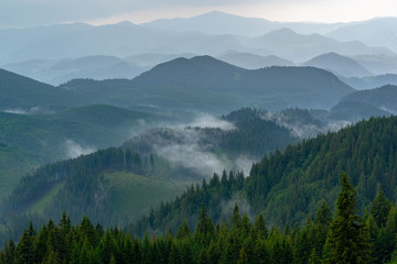 Breathtaking panoramic view of magnificent foggy mountains, covered with evergreen forest on misty quiet morning or evening under light clear sky. Distant layers mountains range in morning.