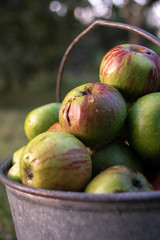 Organic apples in a metal bucket close up