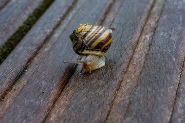Bänderschnecke auf Holz