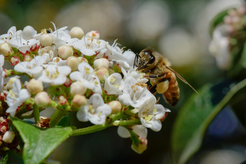 Bee on flowers in spring