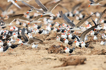 The African skimmer (Rynchops flavirostris), skimmer flock and gulls over the african river bank. Big flock of birds in africa. - obrazy, fototapety, plakaty