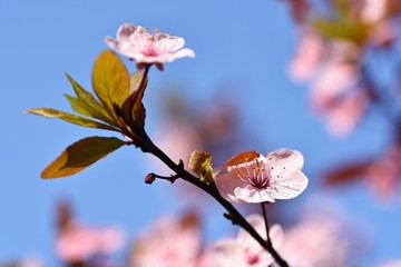 Beautiful nature scene with blooming tree and sun. Easter Sunny day. Spring flowers. Orchard Abstract blurred background in Springtime.
