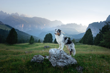 A dog in the mountains is standing on a rock and looking at nature. Travel with a pet. Happy Australian Shepherd. Healthy lifestyle, adventure - Powered by Adobe