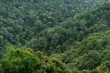 Fototapeta na wymiar evergreen conifers shrouded in mist and rain in a scenic landscape view.