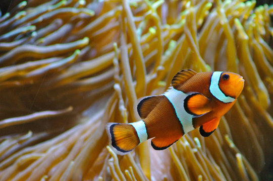 Clownfisch im nat&uuml;rlichen Lebensraum mit Anemone