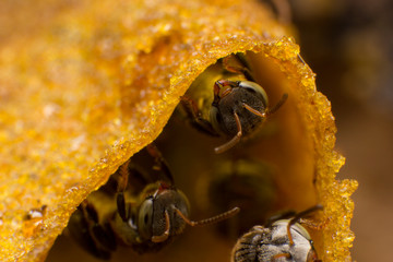 Stingless bees stand front of nest, Stingless bees gathered on nest hole, close up stingless bee on nest,  Thailand.
