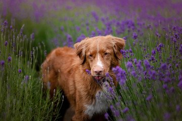 dog Nova Scotia duck tolling Retriever in lavender. Pet in the summer on the nature in colors
