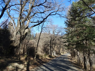 road in winter forest