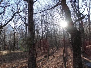 morning in the forest