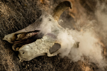 Cow horn or cow skull, people popular make as jewelry home, horn bones brown at bend but one side deduct place put on the ground in the garden with White smoke coming out of fracture of the skull.