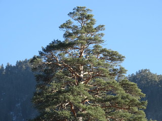 pine tree on background of blue sky