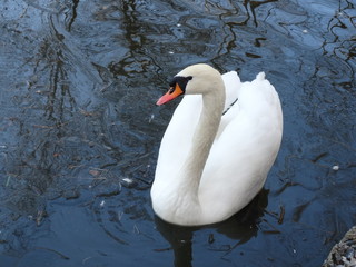 swan on lake