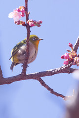 メジロと河津桜