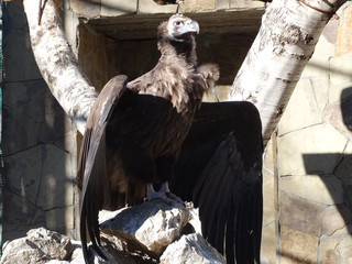 portrait of an eagle