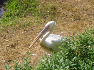 pelican on the beach