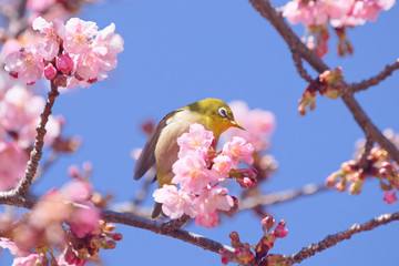 メジロと河津桜