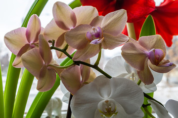 Orchids