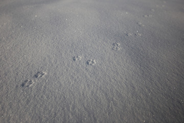 雪上の足跡