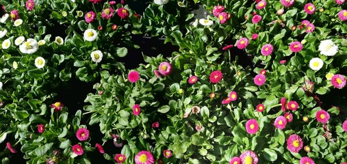 FIORI DI MARHERITA INGLESE, ENGLISH DAISY FLOWERS