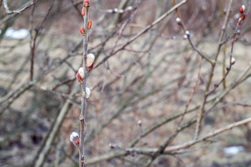  Blooming willow buds in early spring