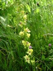 Yellow flowers in the grass