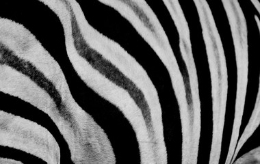 Fototapeta na wymiar Zebra print design and seamless pattern in black and white and colors