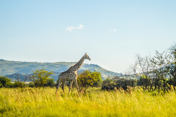 Authentic true South African safari experience in bushveld in a game reserve © shams Faraz Amir