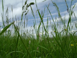 Obraz premium Green field with blue sky