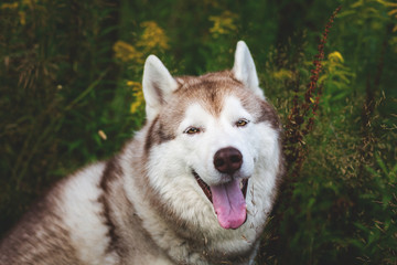 Beautiful beige and white dog breed siberian husky sitting in the green grass and wild flowers