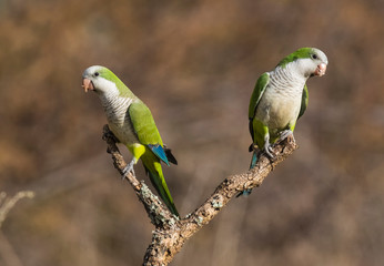 Parakeet,in jungle environment, La Pampa, Patagonia, Argentina