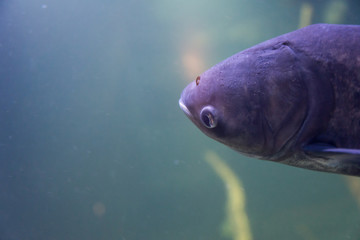 Two Weeks in Croatia