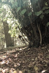 Wald